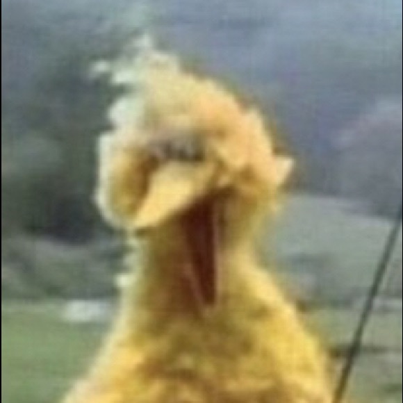 Meet your Posher, Liesl - Picture 1 of 1